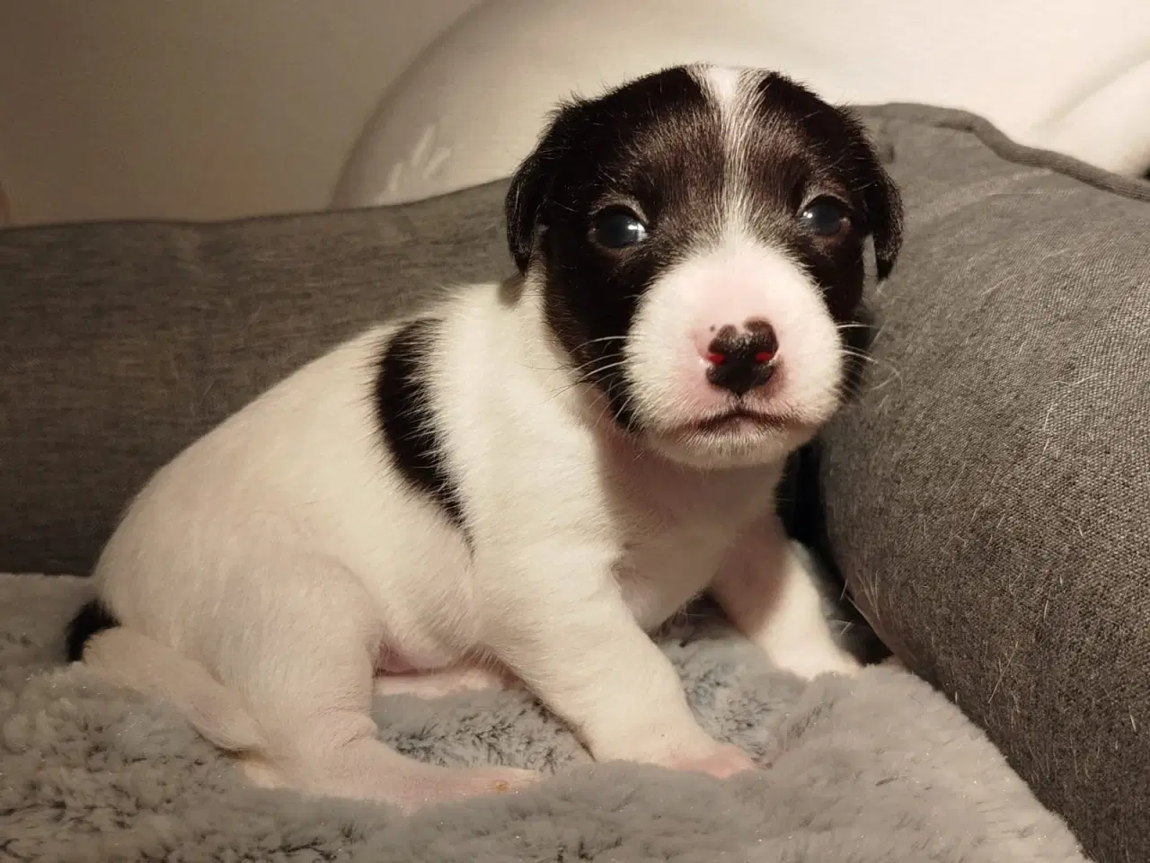 Billede 2 - Jack Russell terrier puppies 