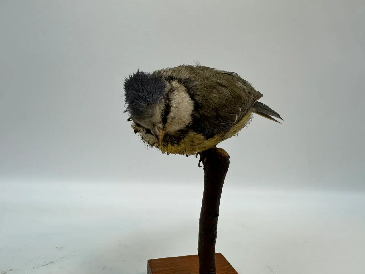 Billede 3 - Udstoppet Blåmejse