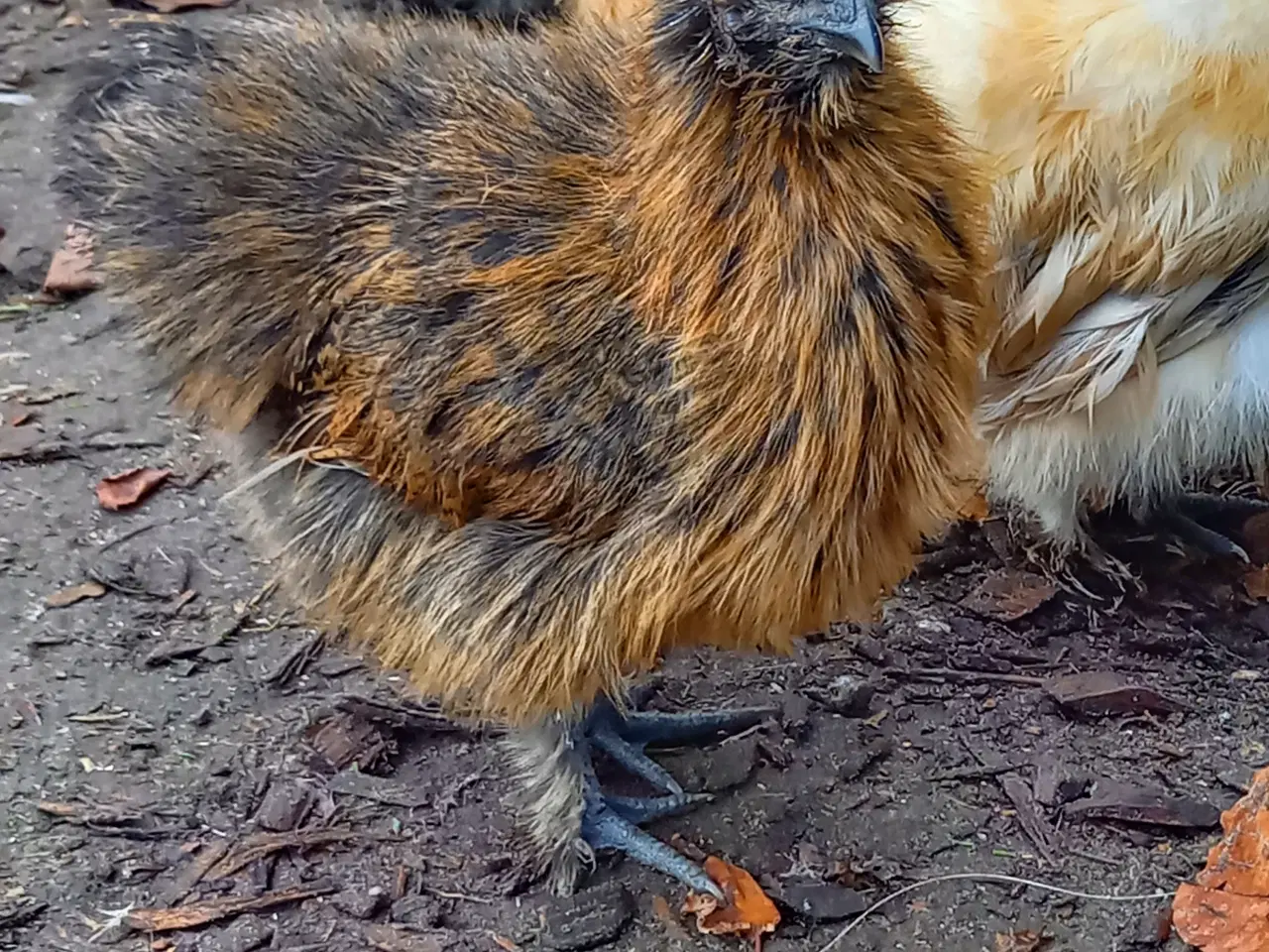 Billede 8 - Us silkehøns