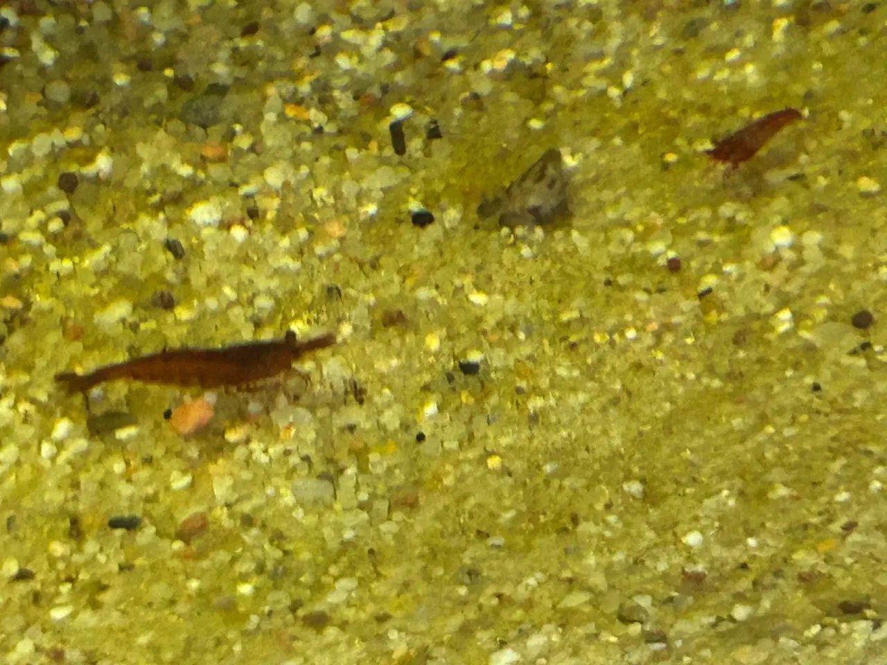 Billede 3 - 🦐🍒 Rød kirsebærreje Bloody Mary– flot rød | GLS