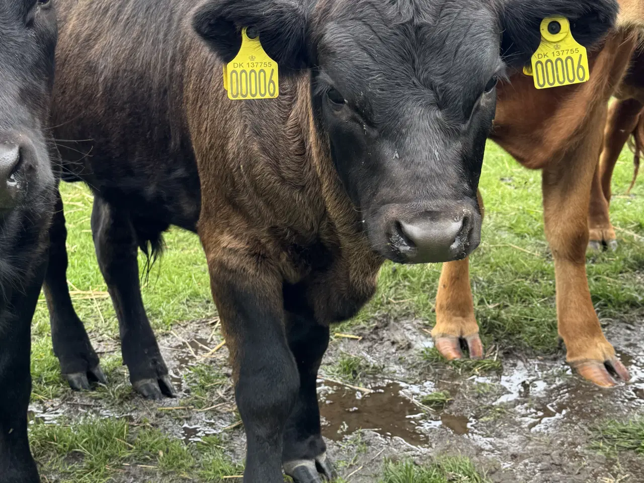 Billede 5 - Flot ung Dexter tyr