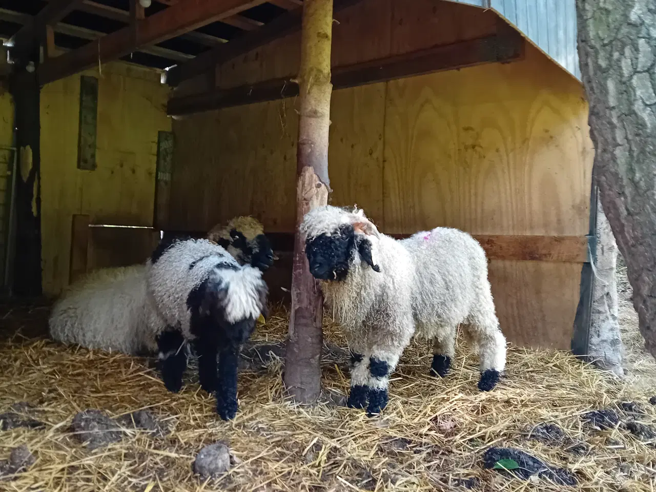 Billede 2 - Walais blacknose 