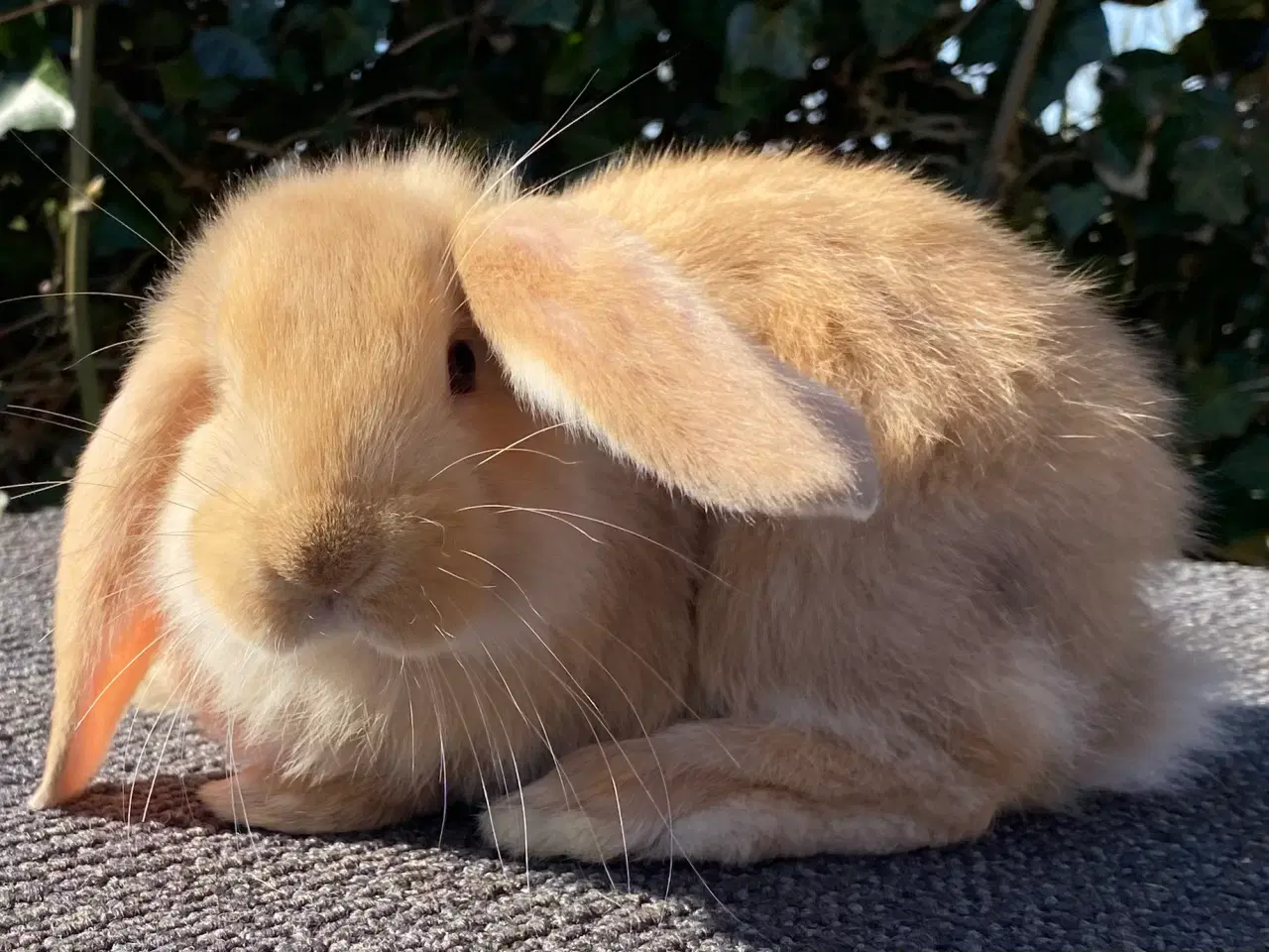 Billede 10 - FRANSK VÆDDER HAN GUL