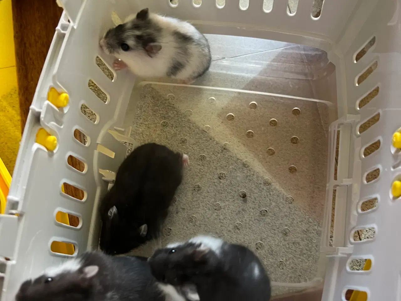 Billede 2 - Hamster handler