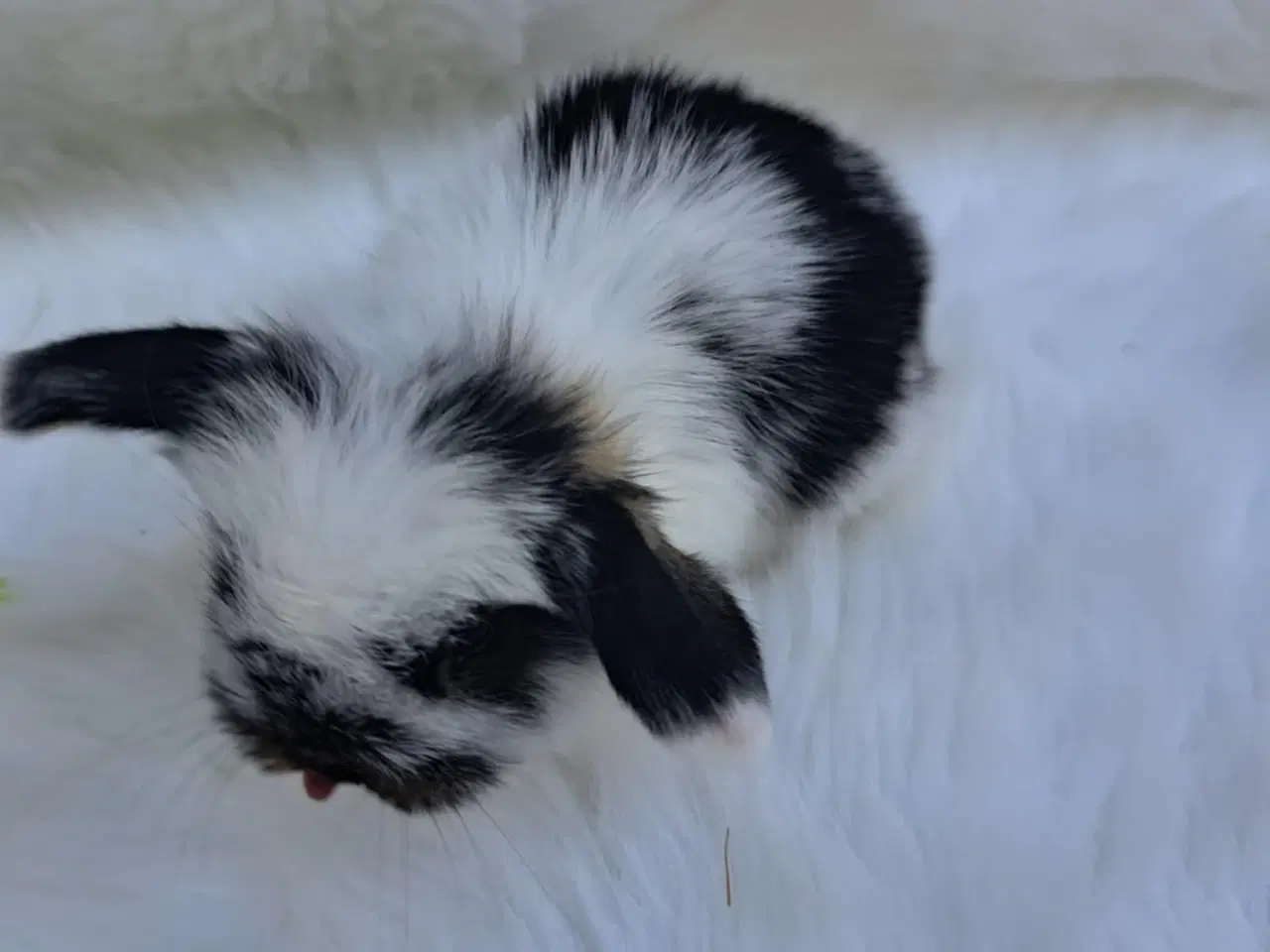Billede 1 - Minilop, 0 år