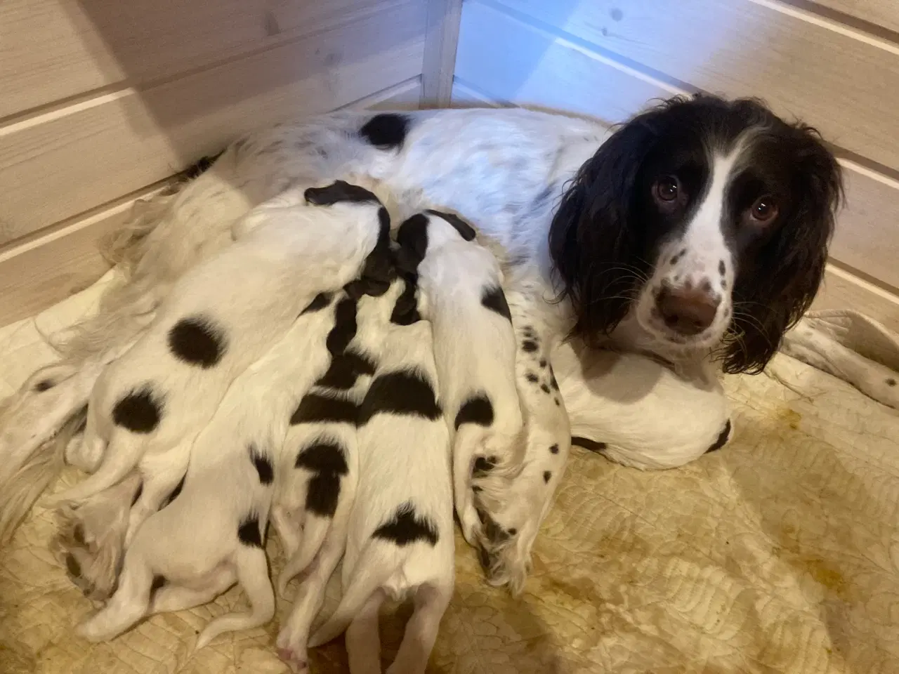 Billede 1 - Engelske Springer Spaniel