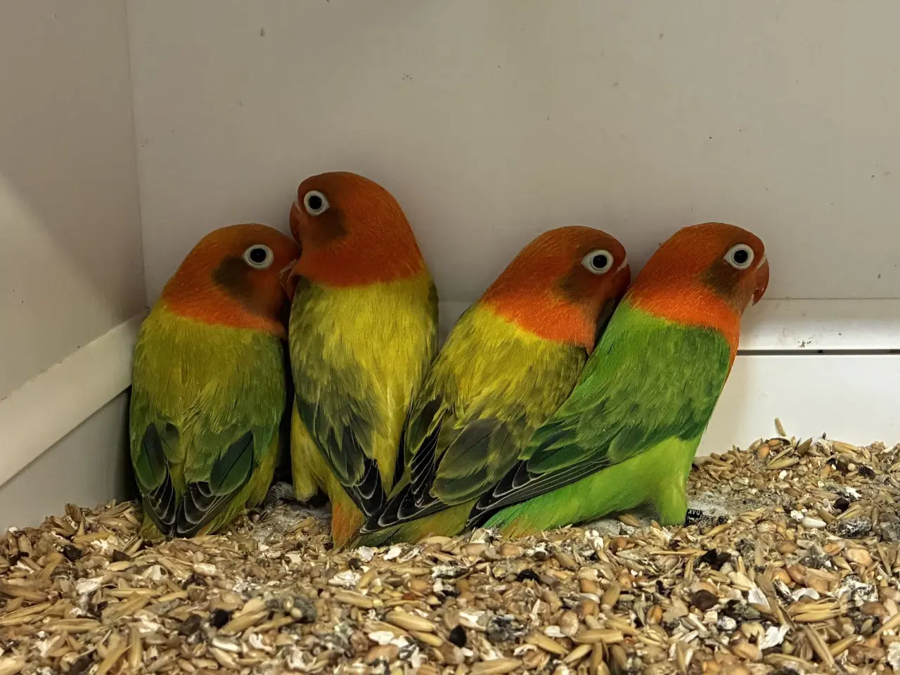 Billede 1 - Rødhovedet Dværgpapegøje