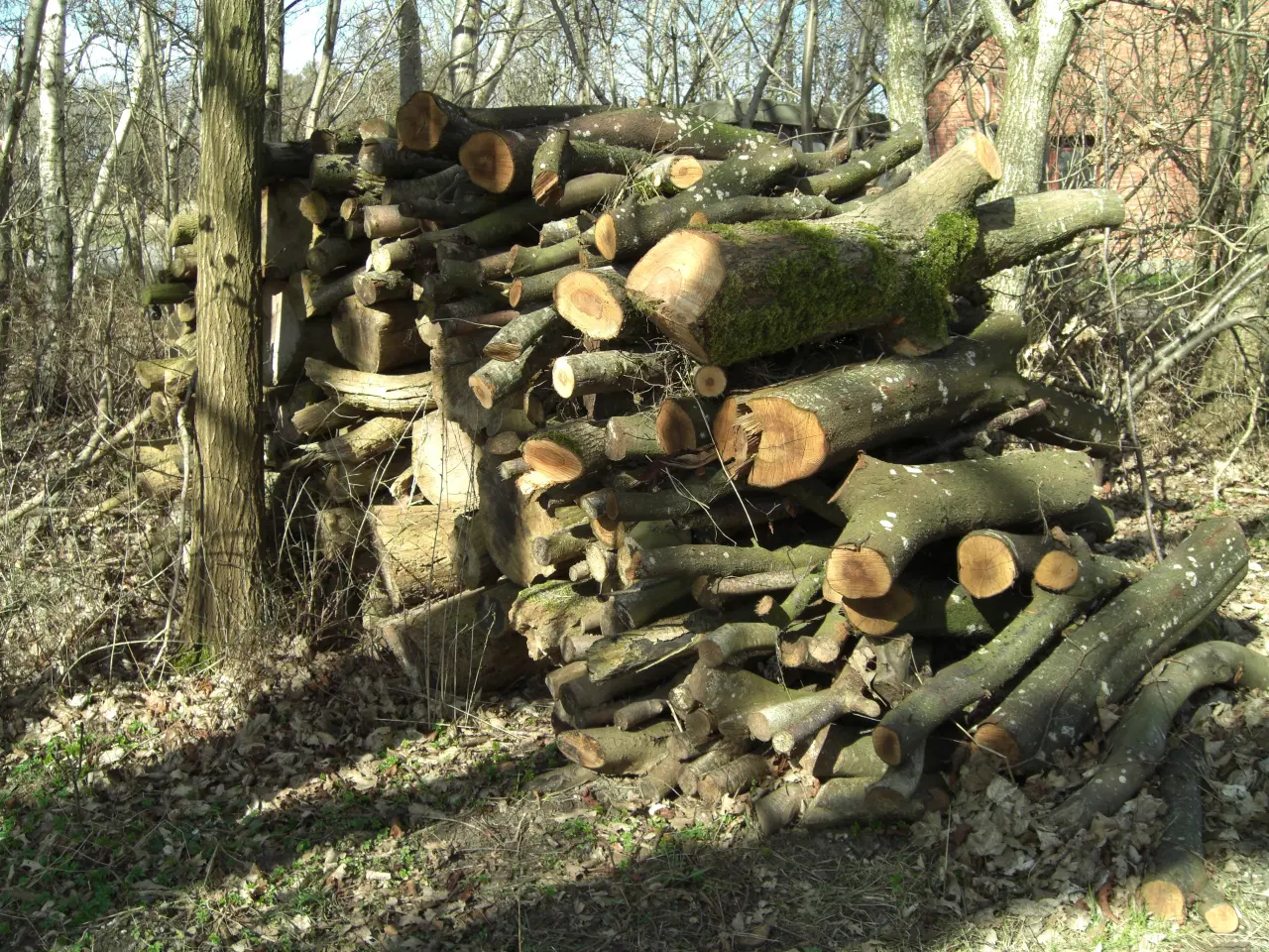 Billede 1 - Diverse løvtræ ca 6 rm