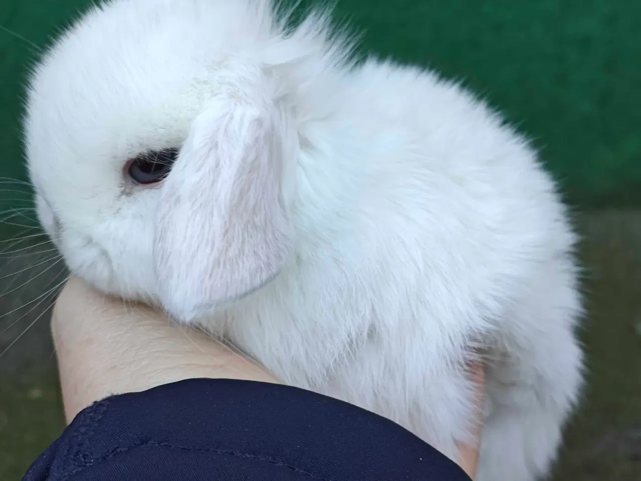 Billede 5 - Minilop hanunge