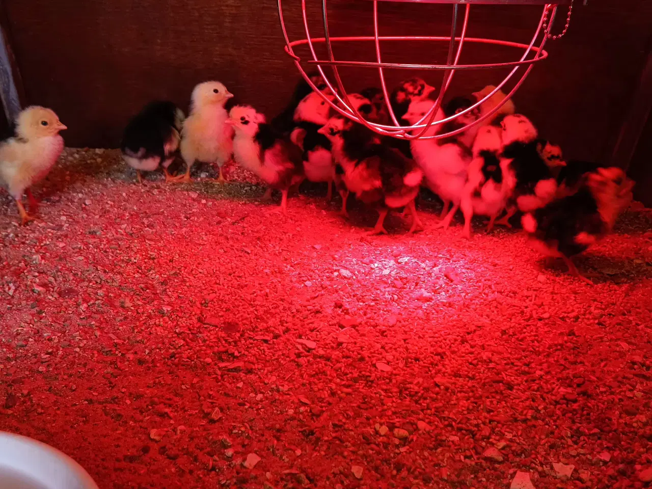 Billede 1 - SKÅNSKE BLOMSTERHØNS KYLLINGER 🐣🐥🐤