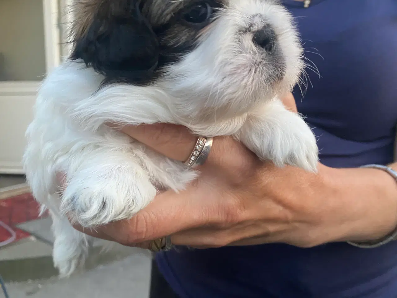Billede 2 - Shih tzu Hvalpe.