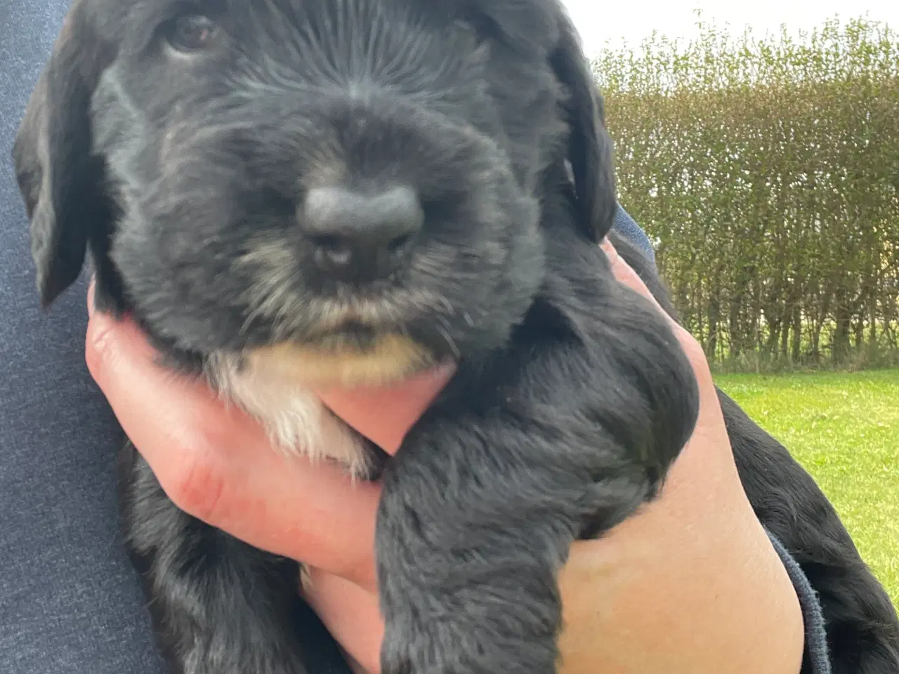 Billede 8 - Cocker Spaniel hvalpe klar til salg 18/5