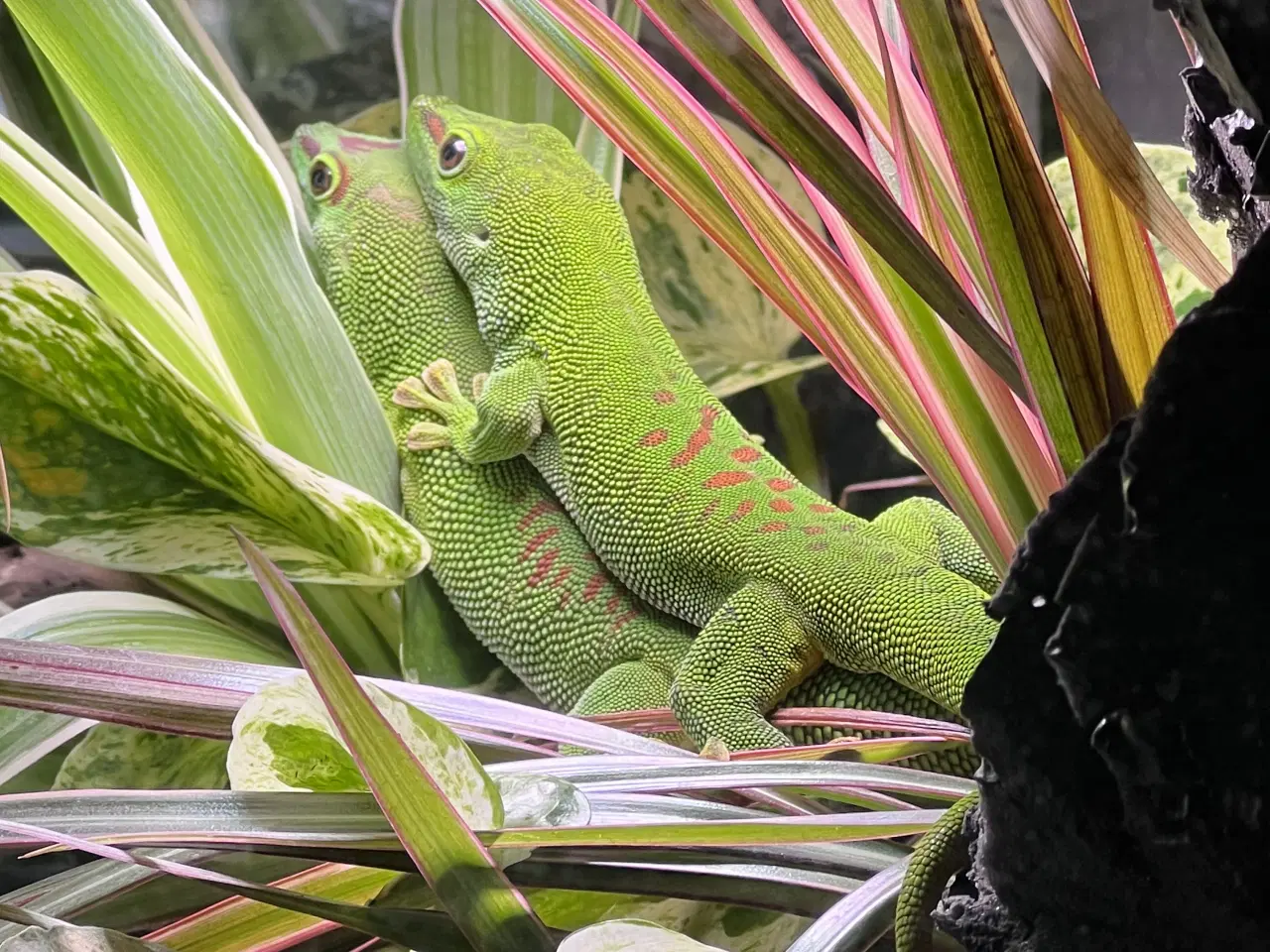 Billede 4 - 1.1 Stor Daggekko par 