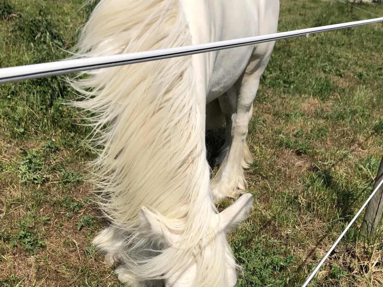 Billede 5 - Irisk Cob