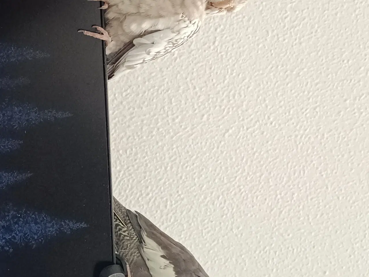 Billede 2 - Hun nymfe parakit