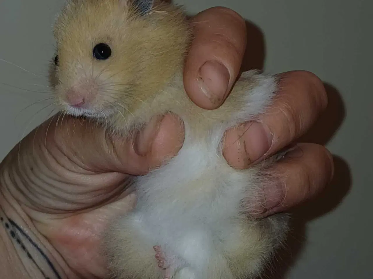 Billede 16 - Guldhamster unger 