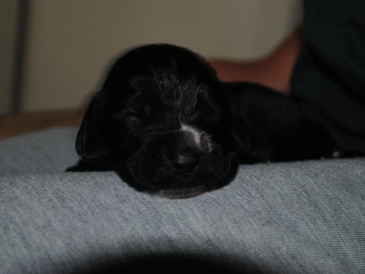 Billede 2 - Cocker Spaniel hvalpe