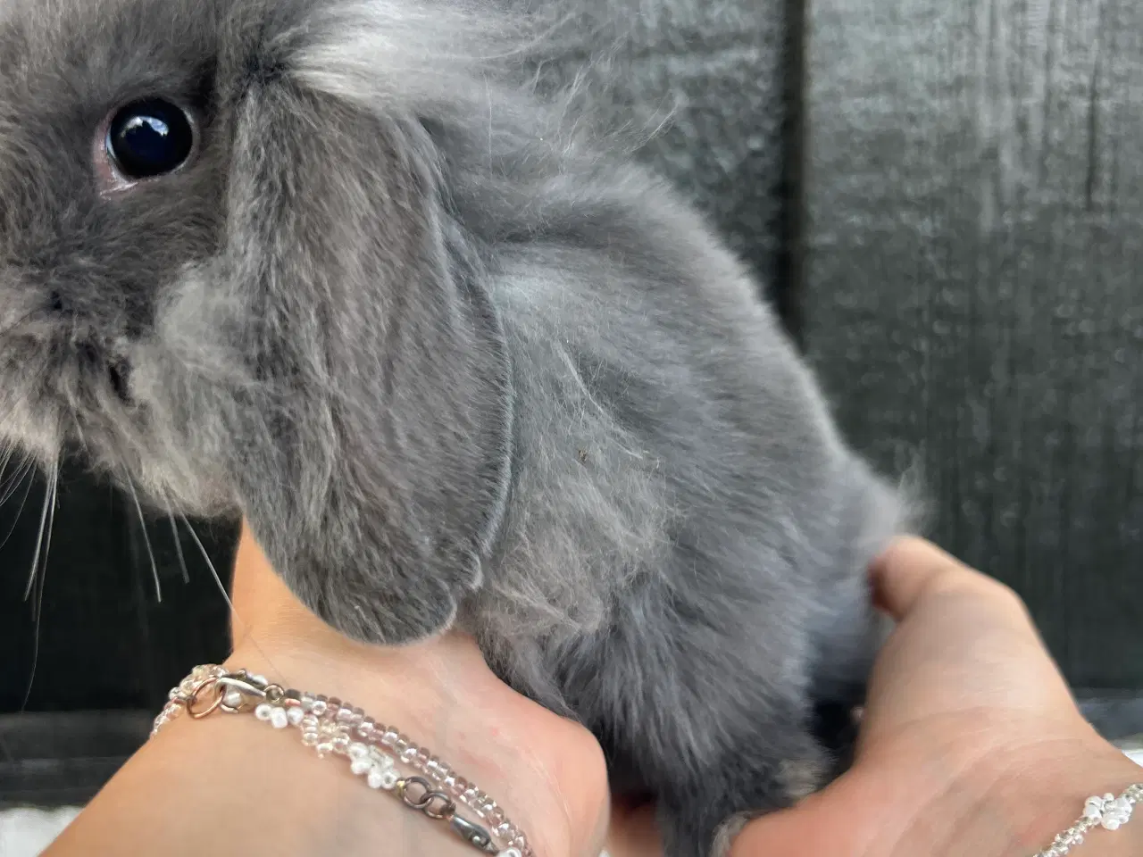 Billede 7 - Mini lops og Lion lops