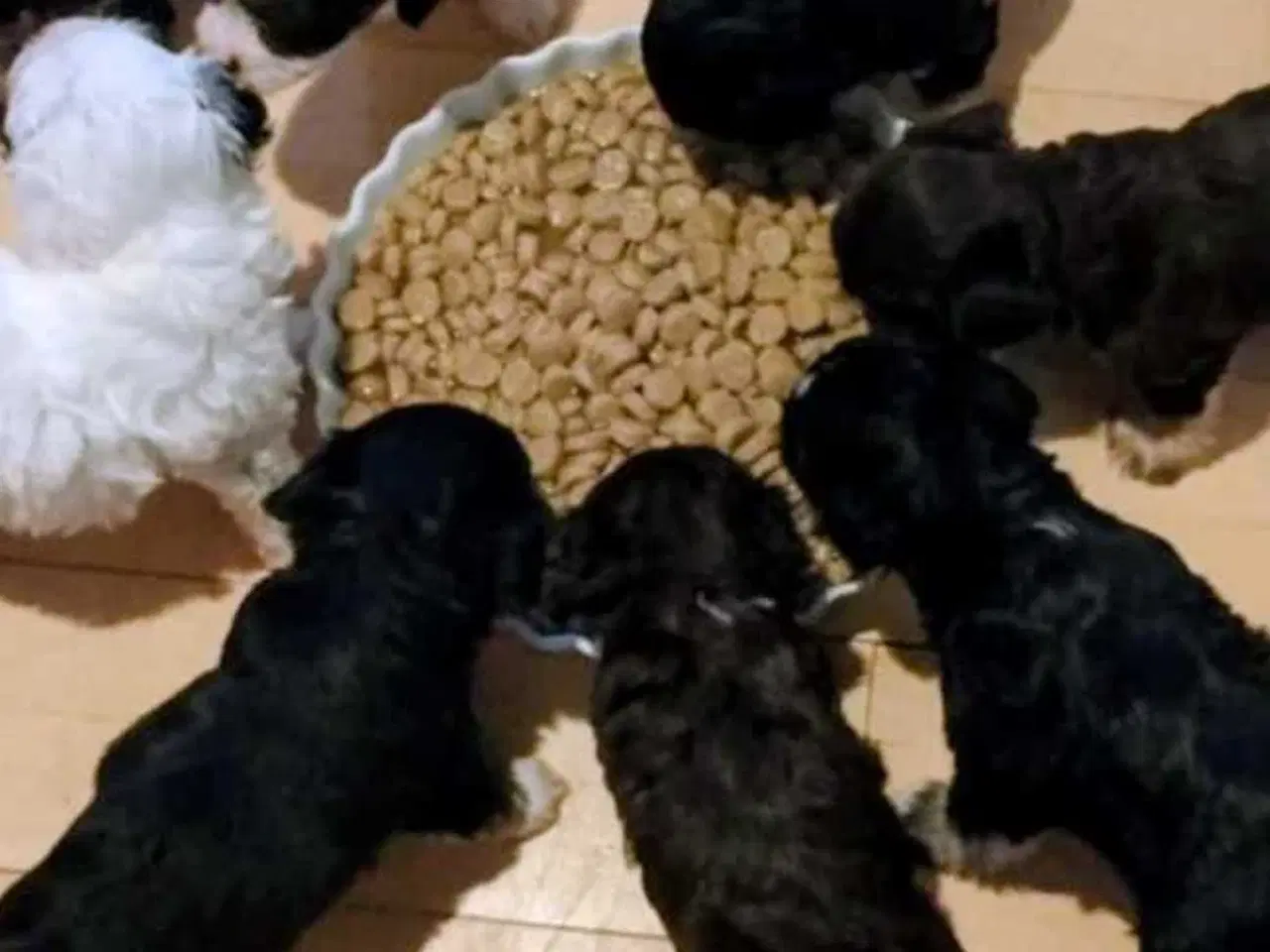 Billede 4 - Bichon Havanais kvalpe 🤗🐶🥰♥️