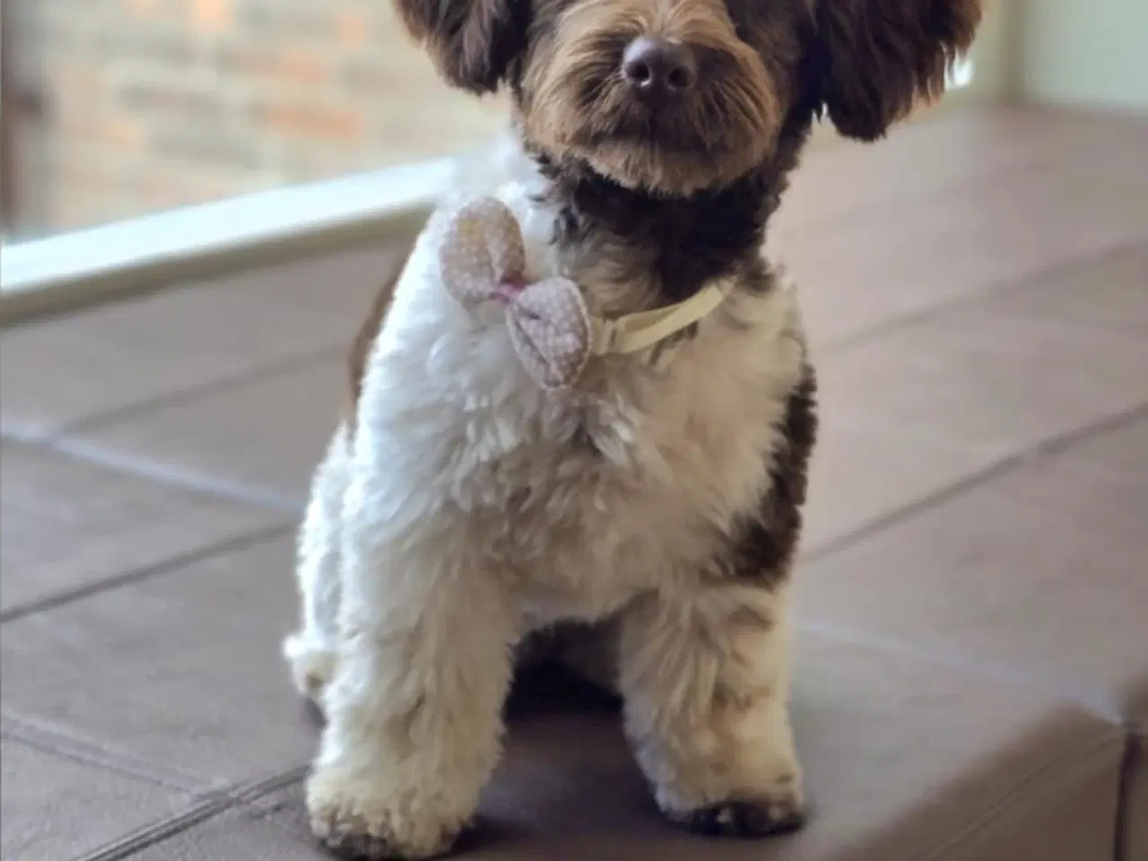 Billede 2 - Havapoo F1B