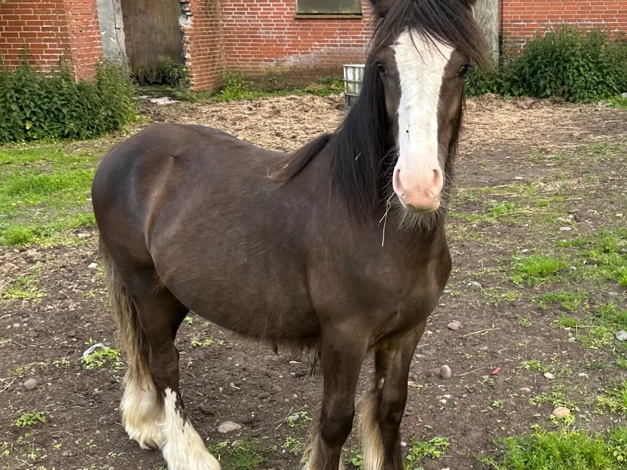 Billede 2 - Irish Cob 
