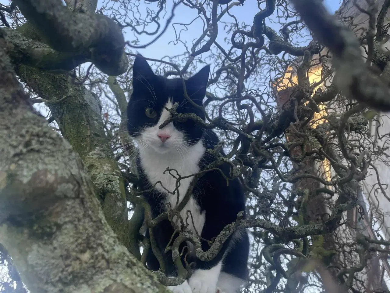 Billede 8 - Opflaskede, kastrerede hankatte