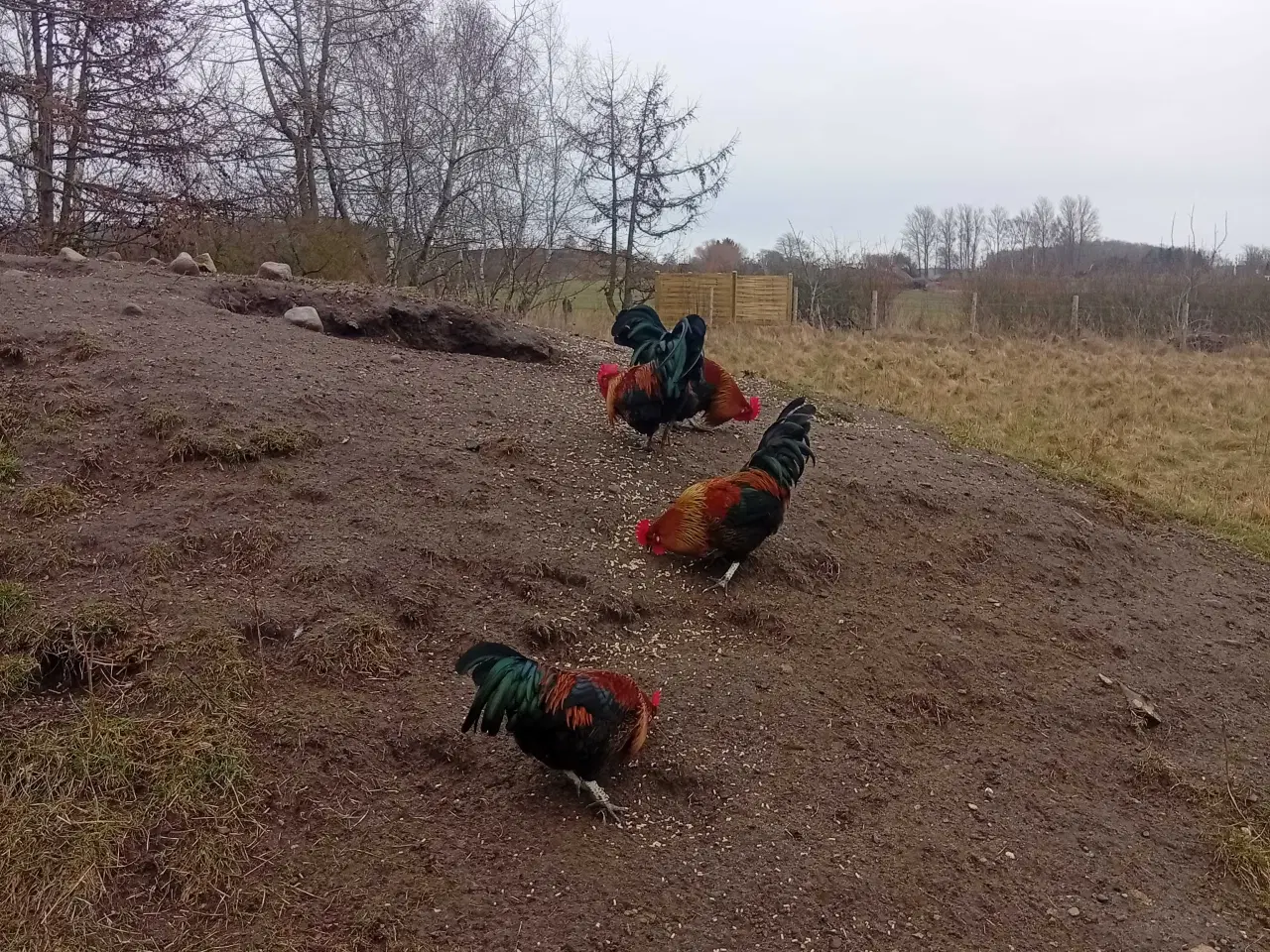 Billede 3 - Ung haner fra sommer 2025