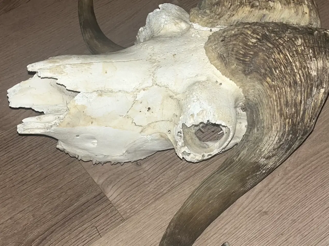 Billede 1 - Stor flot moskus okse 