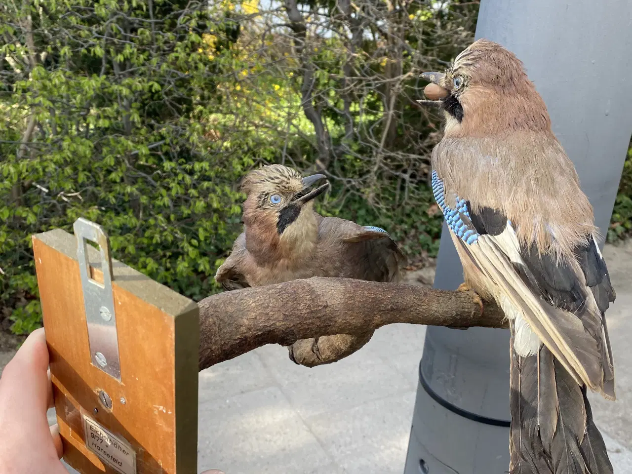 Billede 1 - Udstoppede skovskader