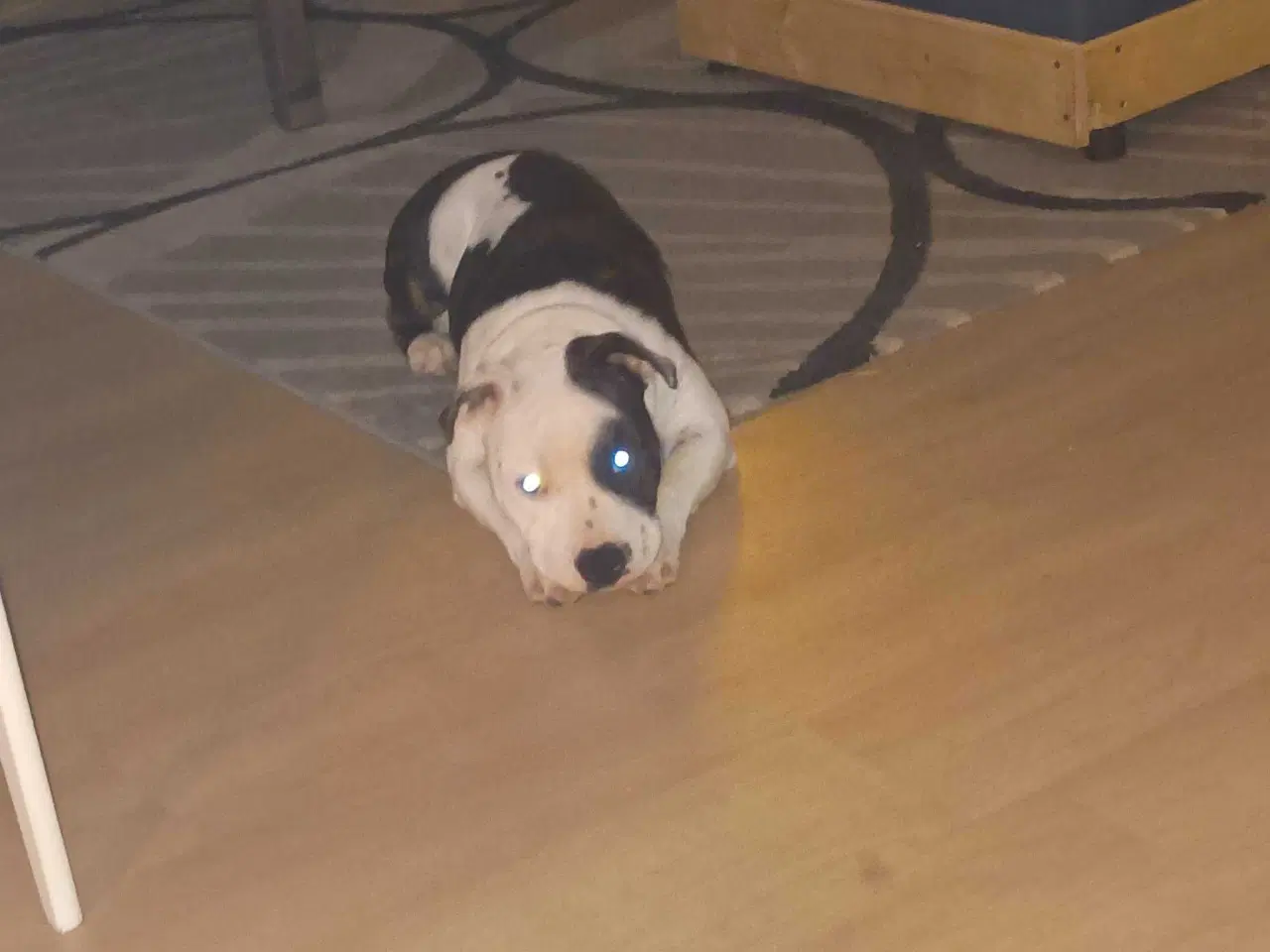 Billede 5 - Ægte sterffordshire bull terrier 