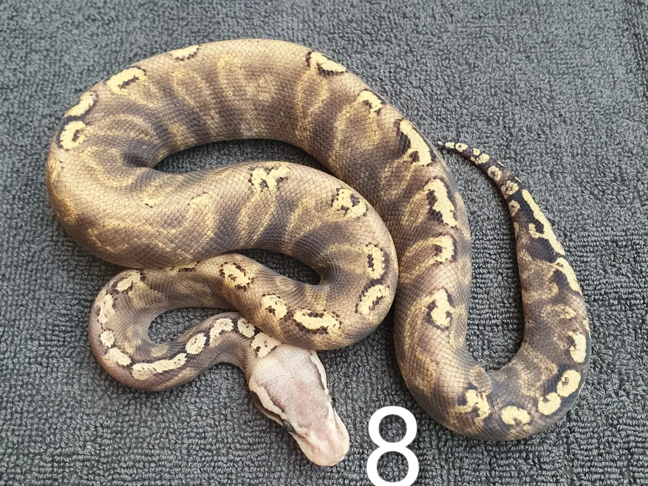 Billede 8 - Kongepython morfer pieds og andet