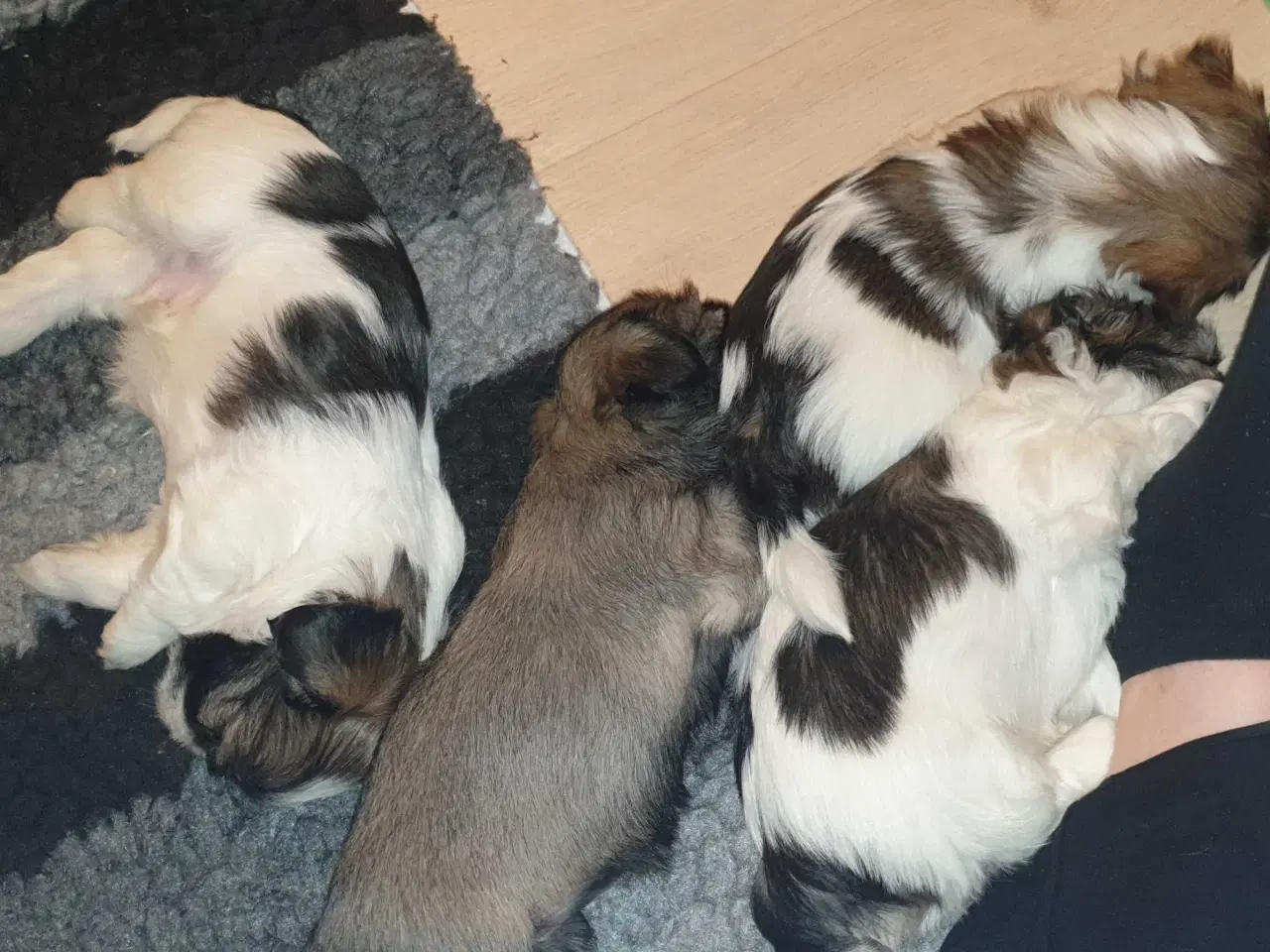 Billede 6 - Super lækre Lhasa Apso hvalpe 🐾💕