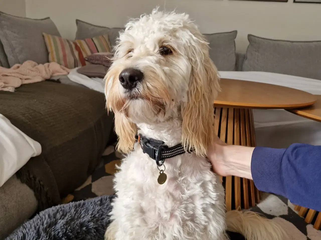 Billede 4 - Goldendoodle søger nyt hjem