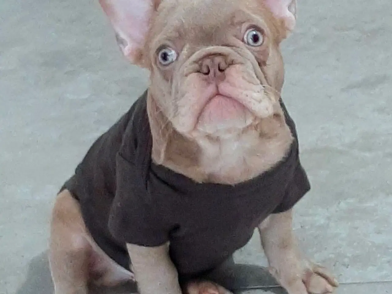 Billede 6 - Fransk bulldog Isabella drenge 