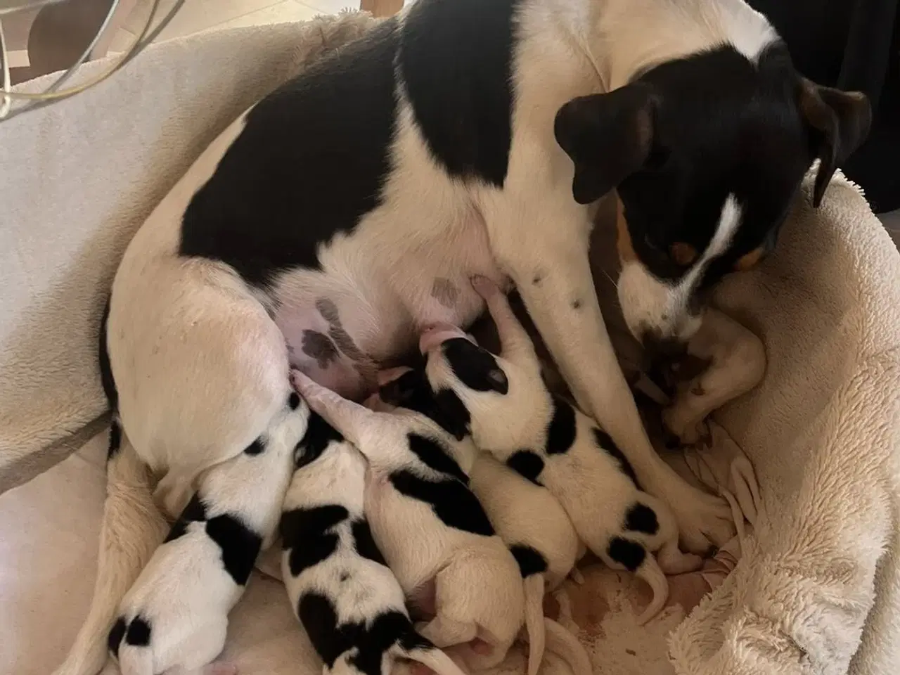 Billede 5 - Dansk Svensk Gårdhund