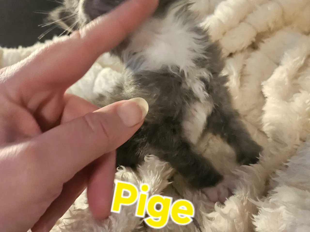 Billede 5 - Maine coon killinger 