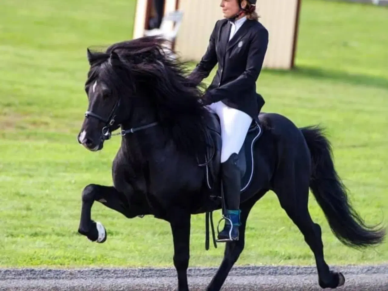 Billede 2 - 2 års hingst