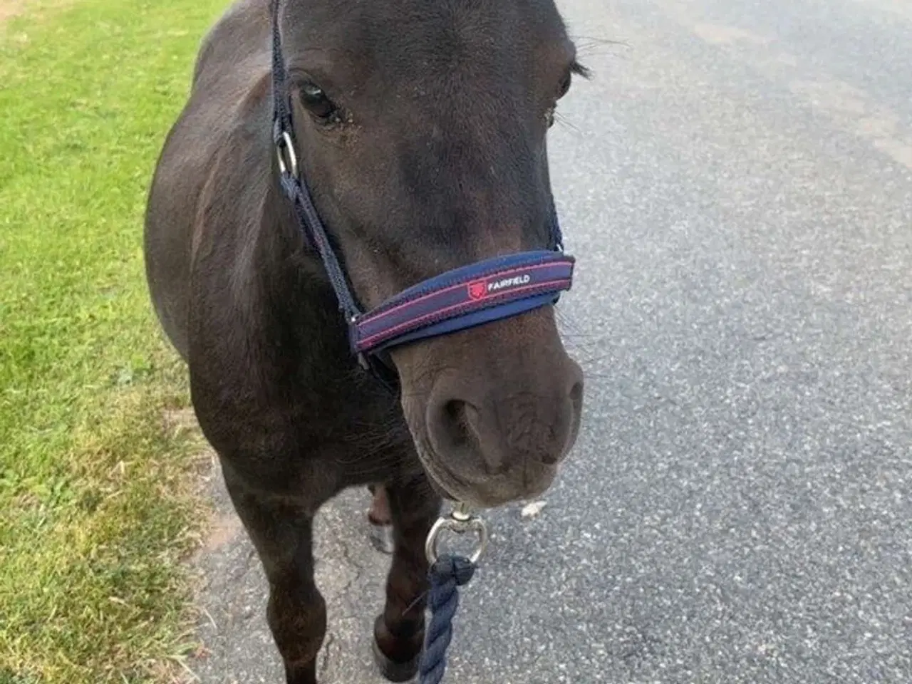 Billede 1 - Sort Shetlænder pony 