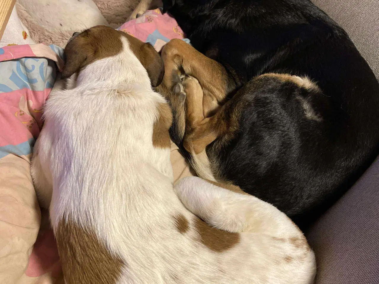 Billede 13 - Vigge - et smil på fire ben søger familie 🩷