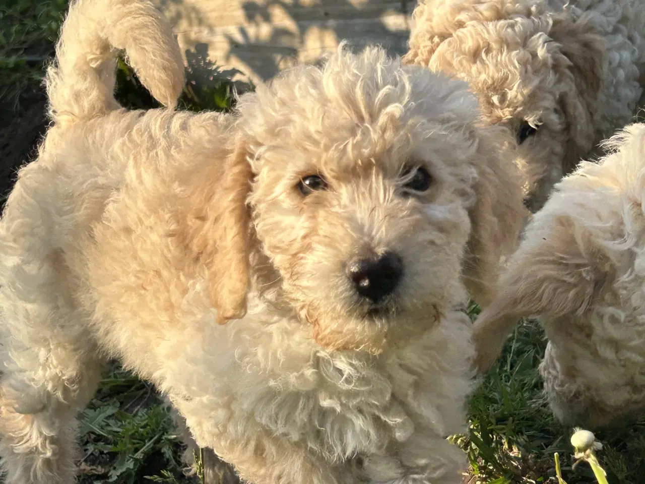 Billede 10 - Mini-labradoodle / doodle sælges