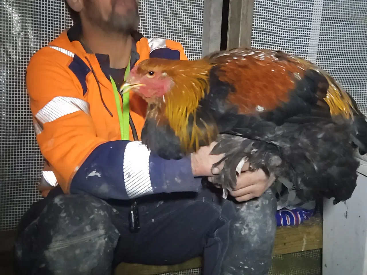 Billede 3 - Brahma haner til salg