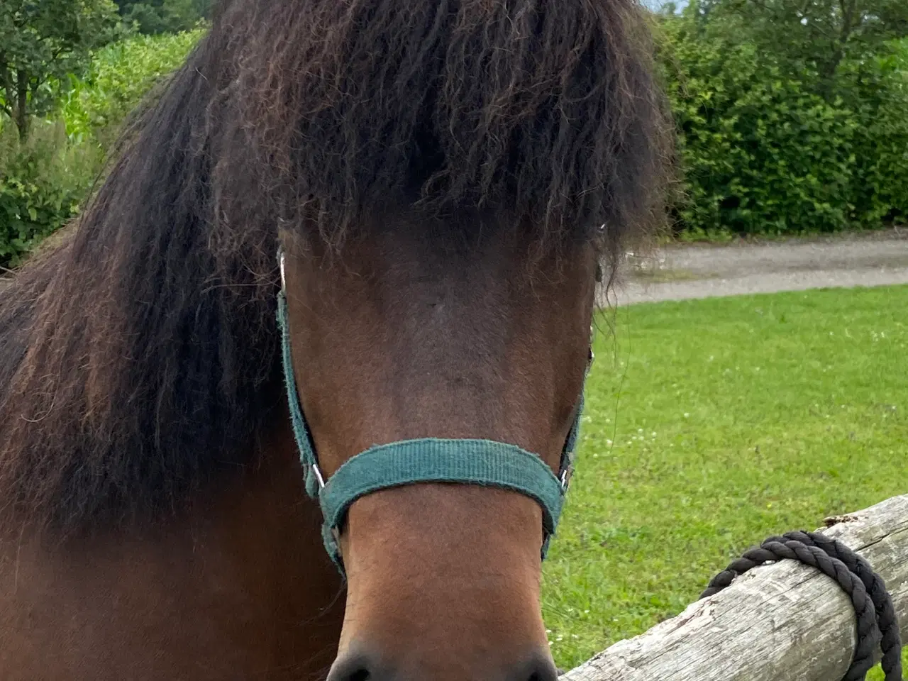 Billede 2 - Naturlig smuk Islænder hoppe