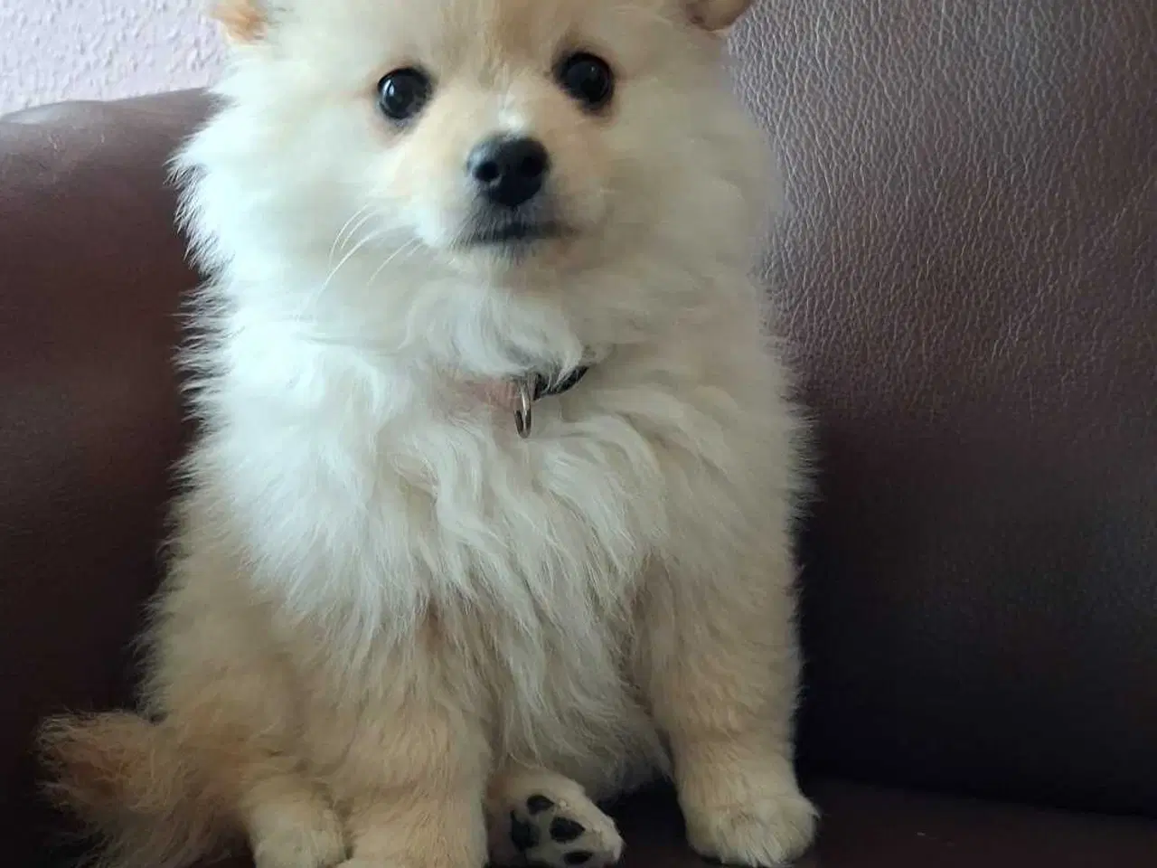 Billede 2 - Smuk Pomchi