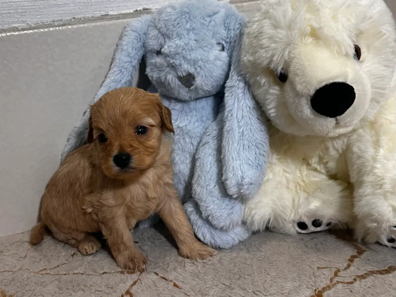 Billede 3 - Cavapoo F2B