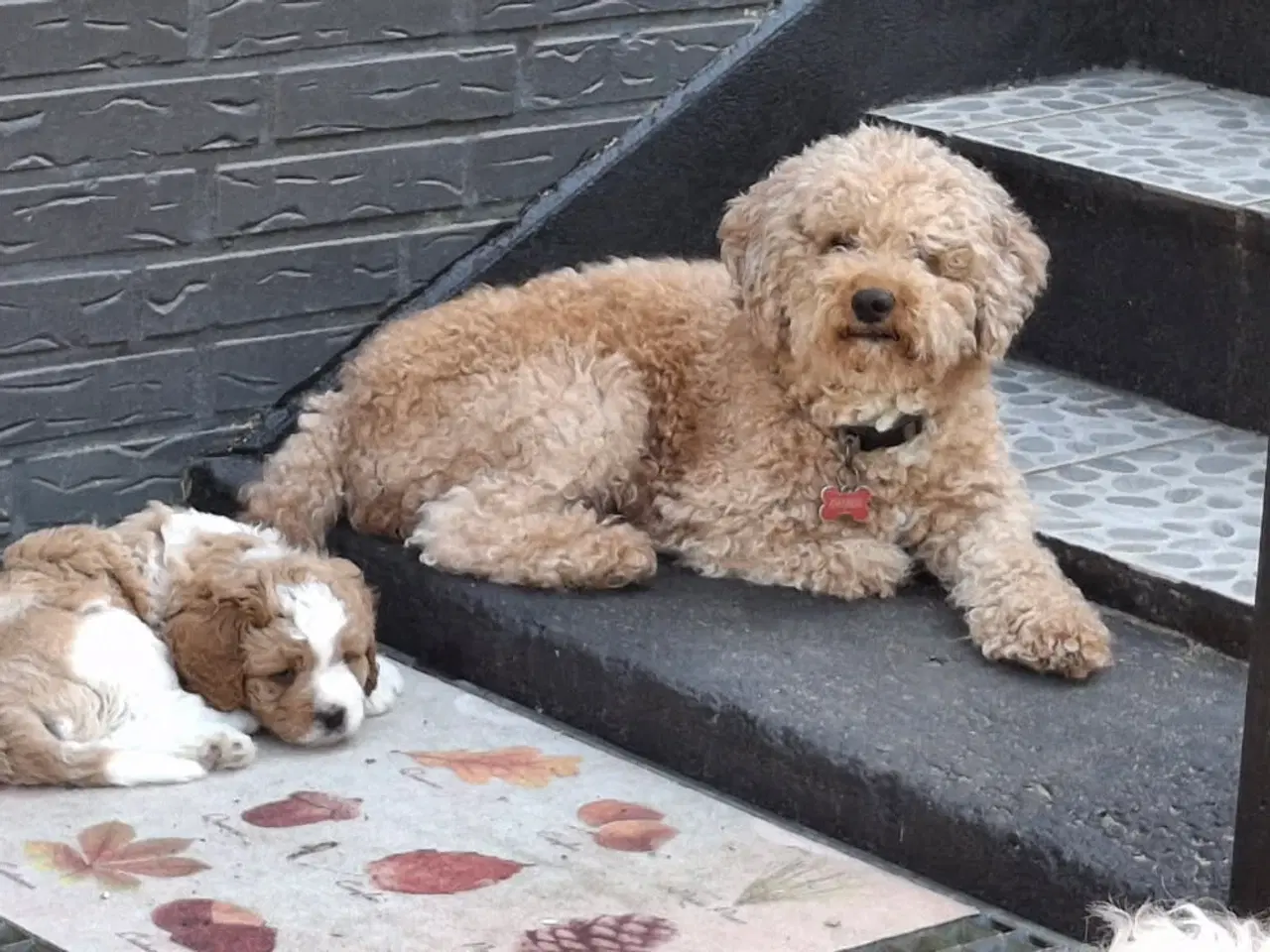 Billede 4 - Cavapoo hvalpe