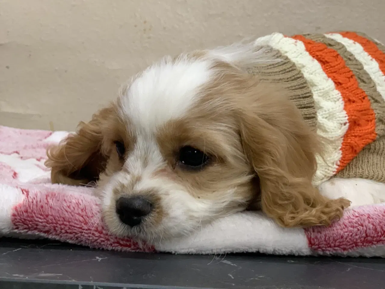 Billede 7 - Den yndigste cavapoo dreng er rejseklar 