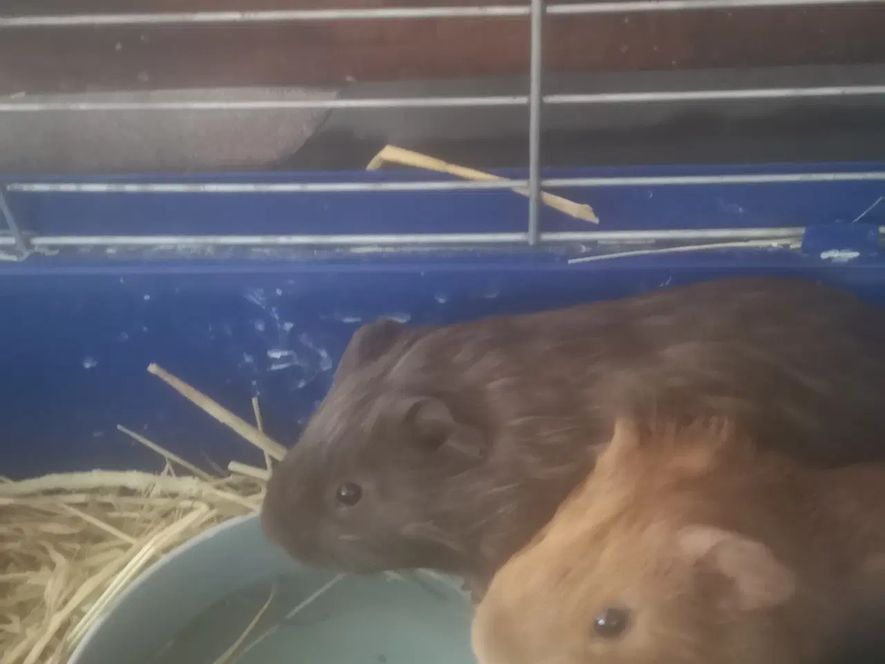 Billede 2 - Marsvin unger fra 2025