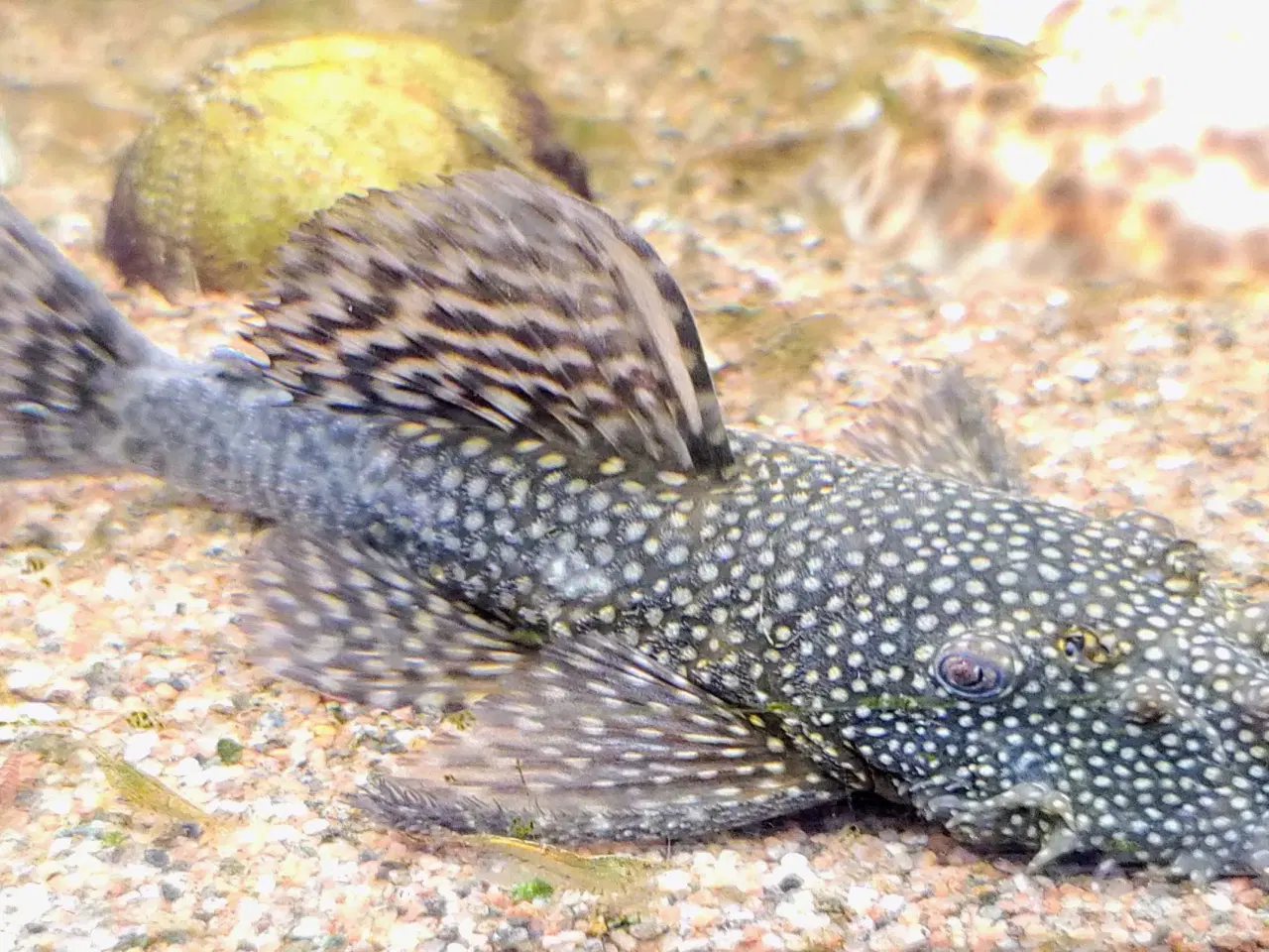 Billede 2 - Sugemalle 