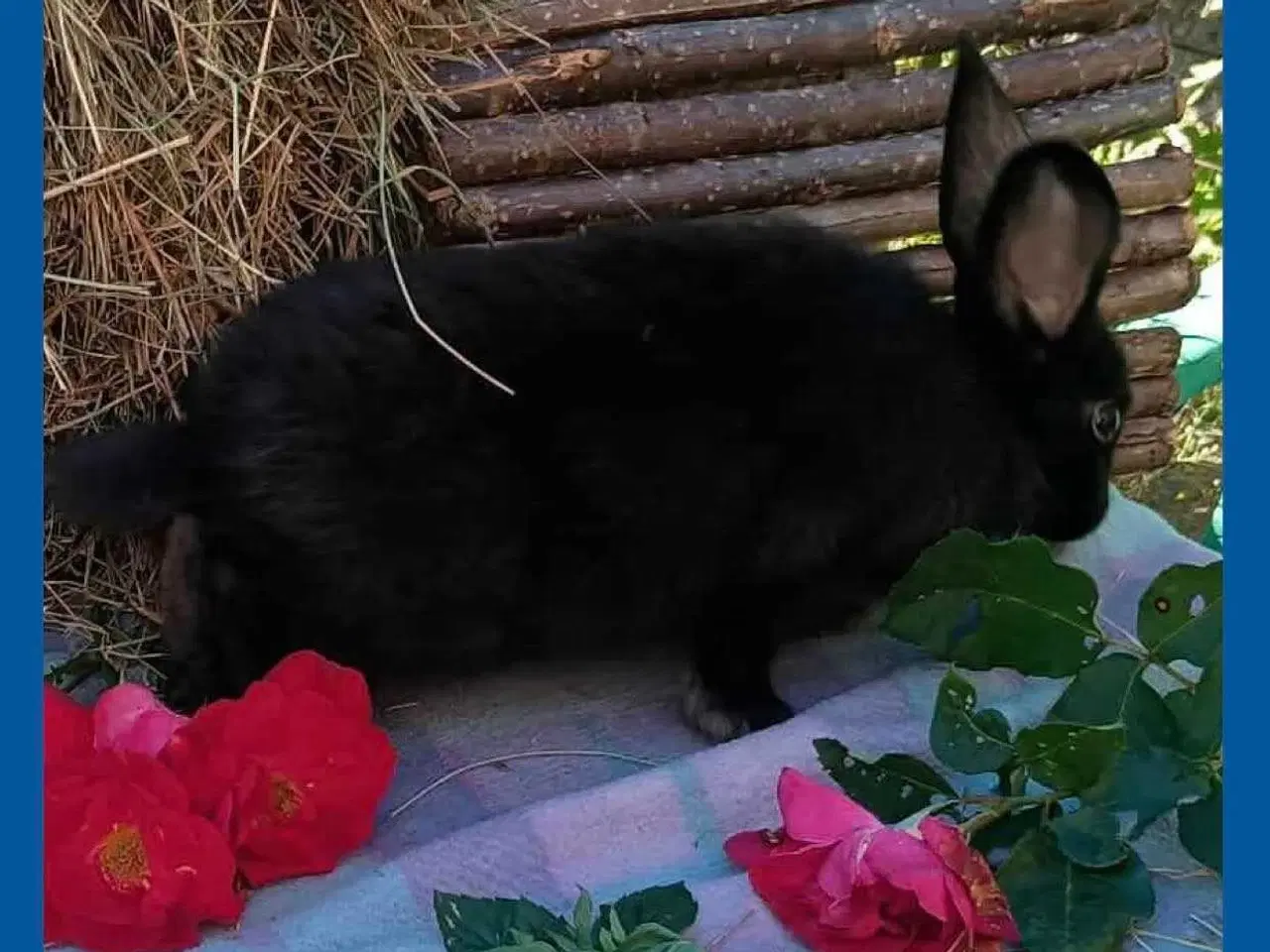 Billede 1 - Kastreret Vaccineret han  kanin dreng