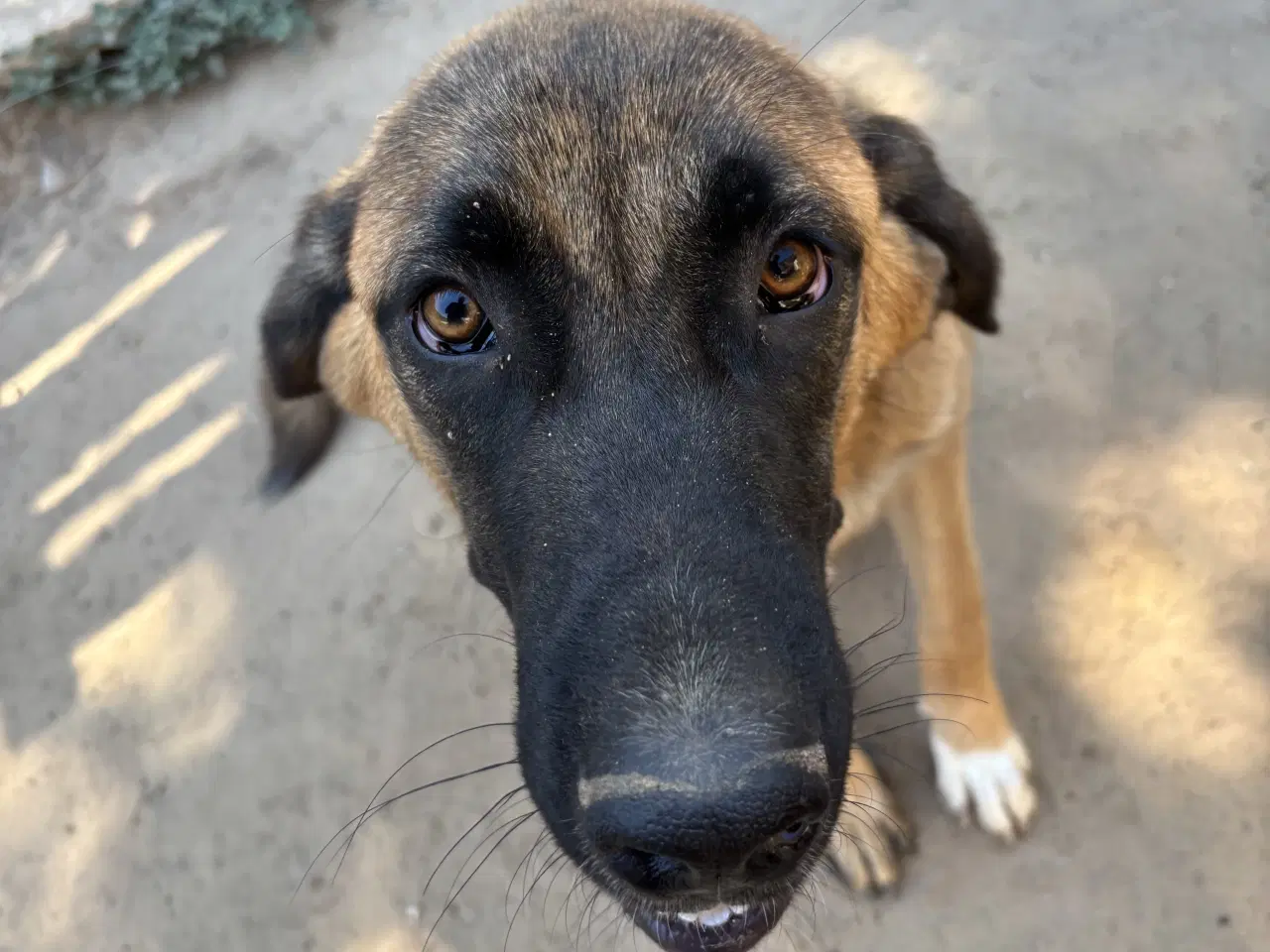 Billede 12 - Toby søger familie! 🤎